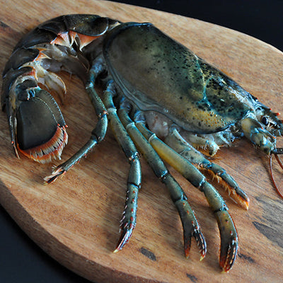 Split Half Lobsters
