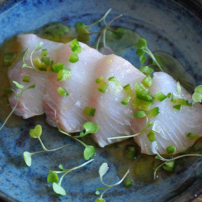 Cobia