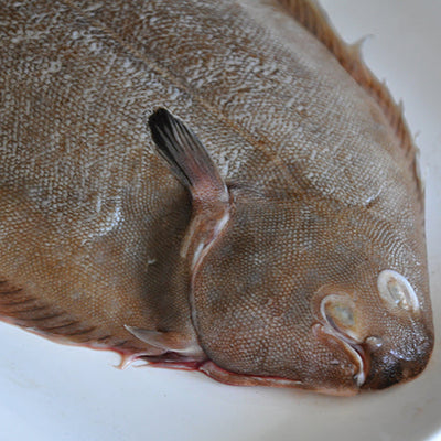Dover Sole