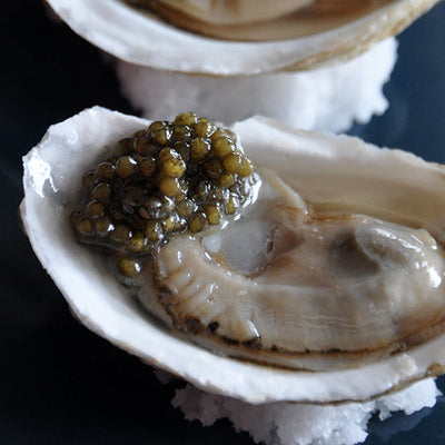 Wulf's California White Sturgeon