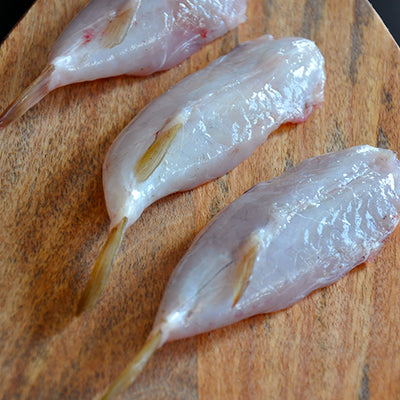 American Blowfish Tails