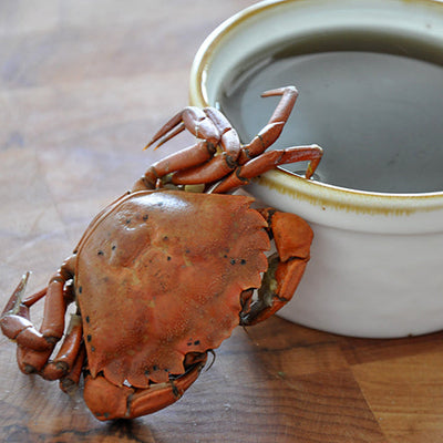 Green Crabs