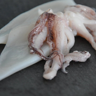 Squid