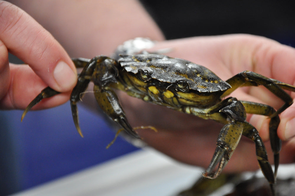 Local Green Crabs are Crawling onto Menus. They're Invasive, Destructive — and Delicious.