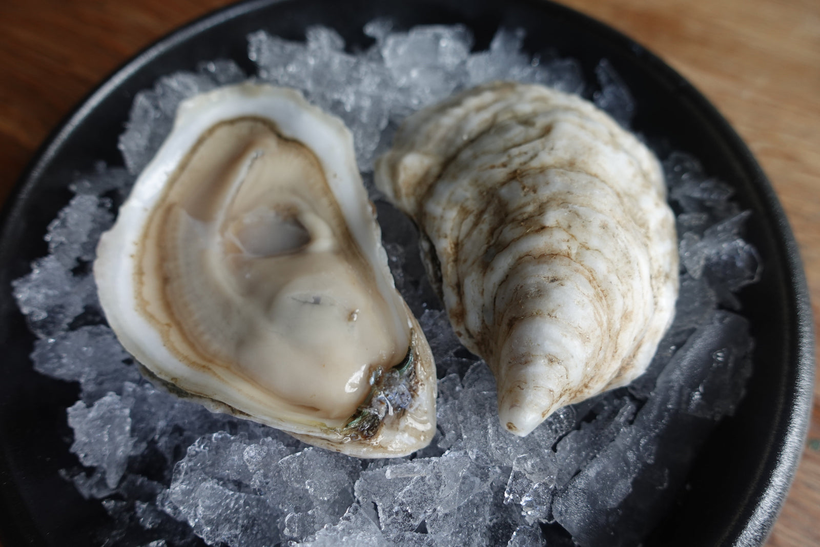 April 2025 Oyster Club!