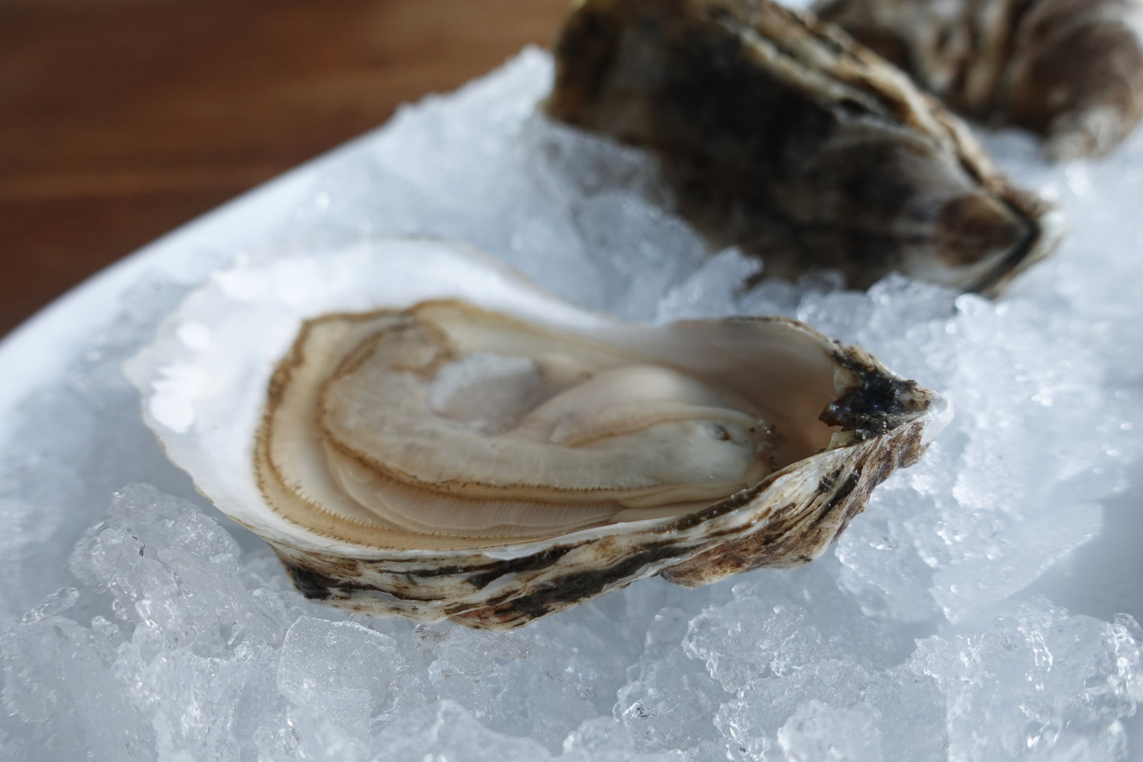 Wulf's Oyster Club October: South Bay Blondes & Channel Rock