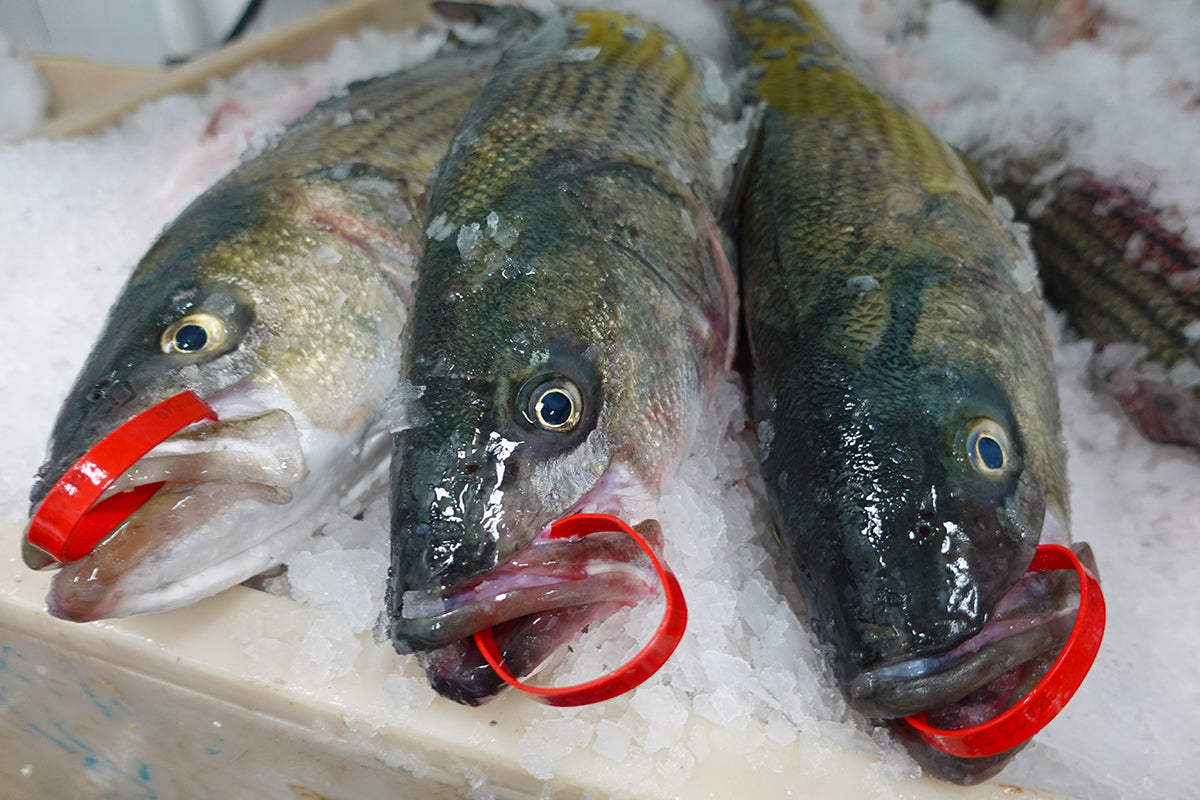 Striped Bass with Max Harvey
