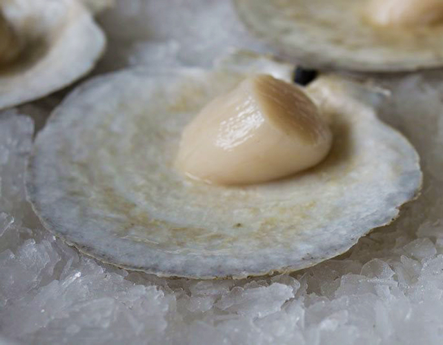 Ask-A-Fishmonger: How Do You Shuck a Live scallop?