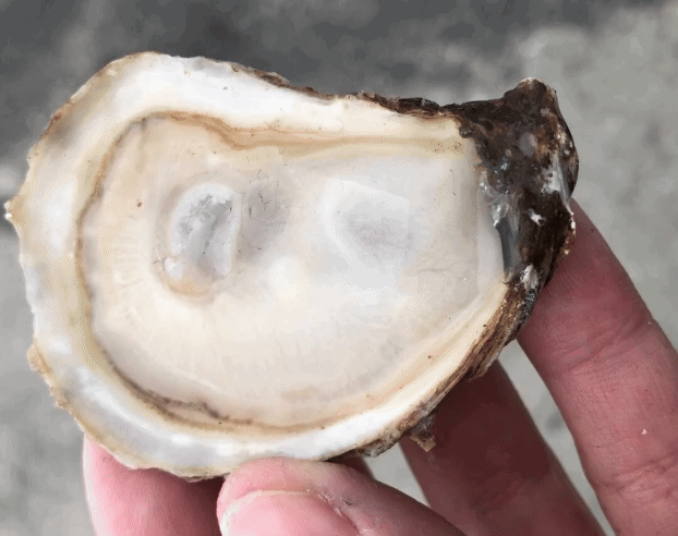 May Oyster Club: Pearls v. Pearls