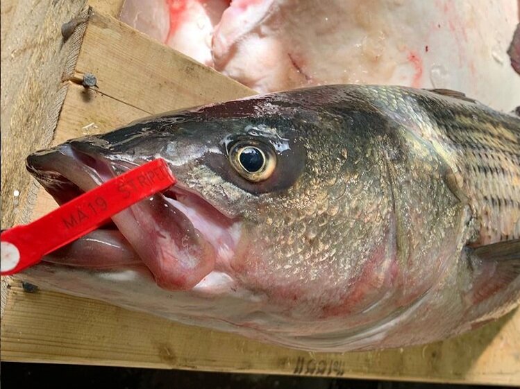 Ask a Fishmonger: Is Fish Seasonal?