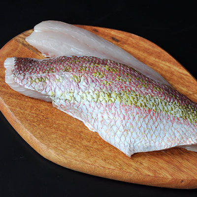 Yellowtail Snapper