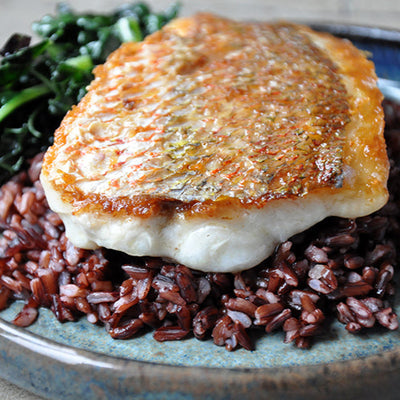 Yellowtail Snapper