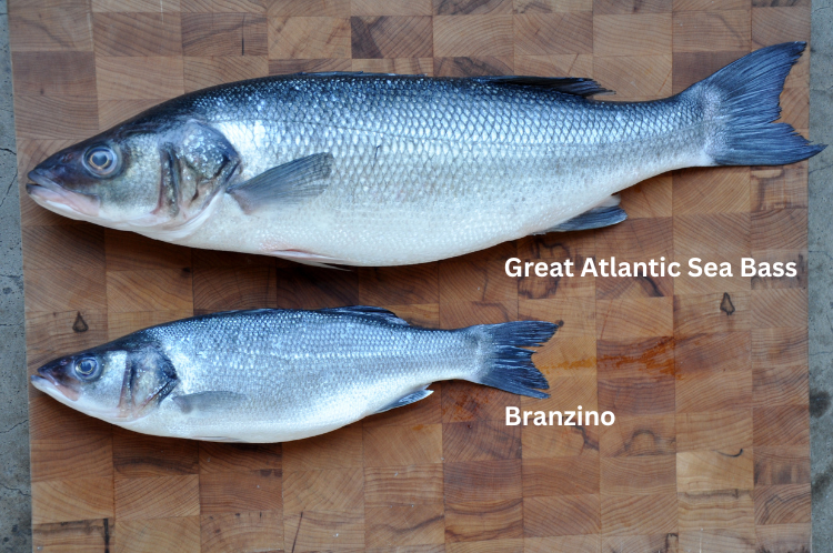 Great Atlantic Sea Bass vs. smaller Branzino on a wooden surface showing their size difference