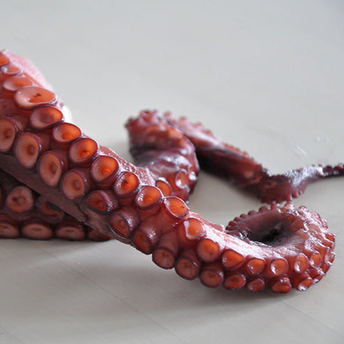 Octopus