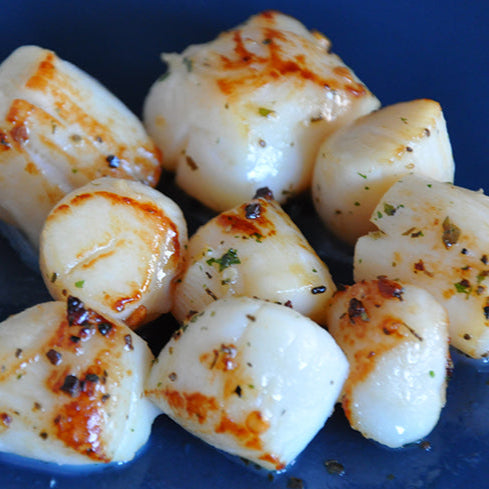 Bay Scallops