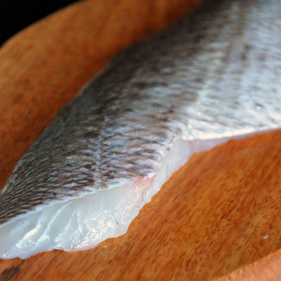 Dorade Sea Bream