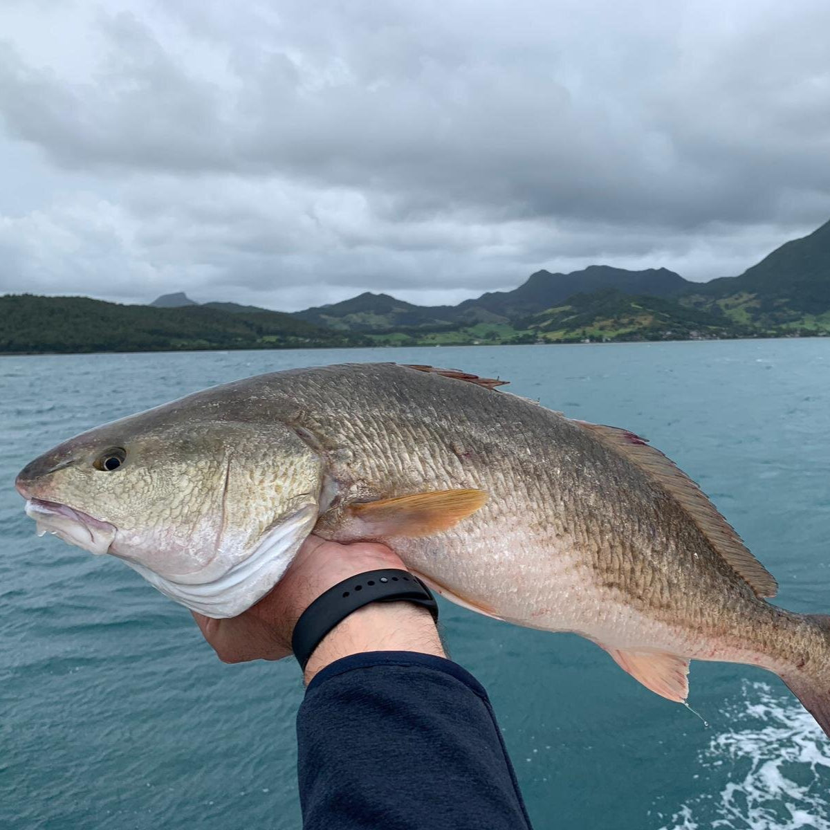 Mauritius Red Drum