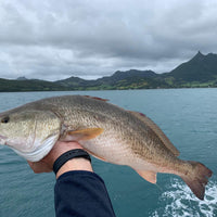 Mauritius Red Drum