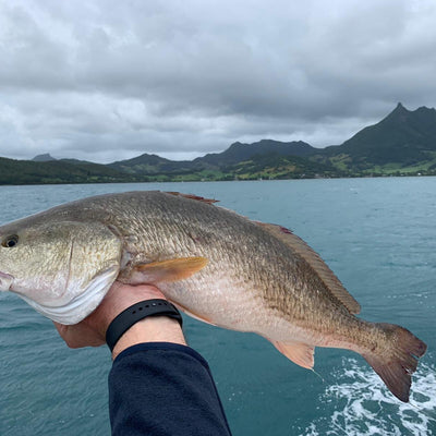 Mauritius Red Drum